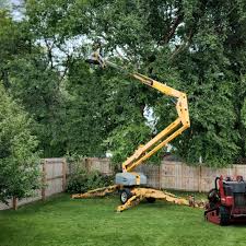 Best Emergency Tree Removal  in Venus, TX