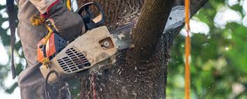 Best Tree Disease Treatment  in Venus, TX