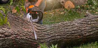 Best Hazardous Tree Removal  in Venus, TX