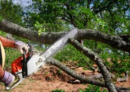 Trusted Venus, TX Tree Removal Experts