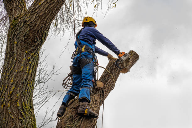 Best Tree Cabling and Bracing  in Venus, TX