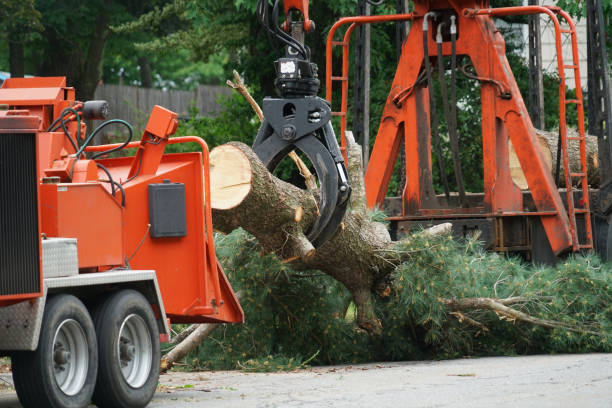  Venus, TX Tree Removal Pros