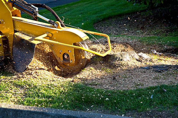 Best Stump Grinding and Removal  in Venus, TX