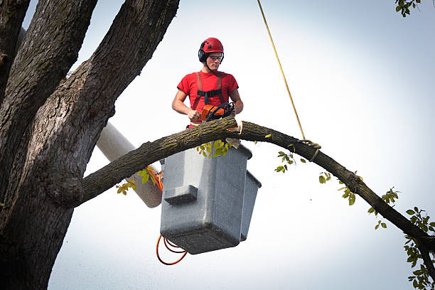 Trusted Venus, TX Tree Removal Experts