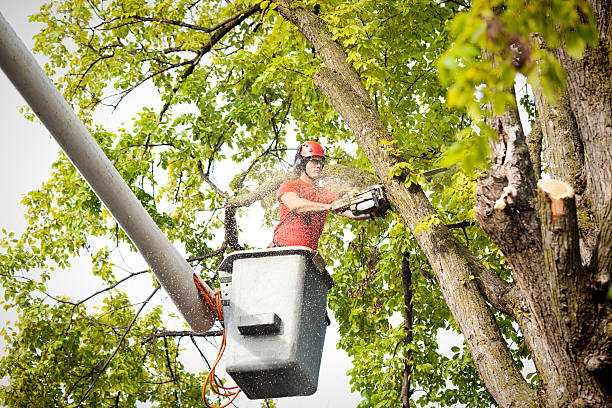 How Our Tree Care Process Works  in  Venus, TX