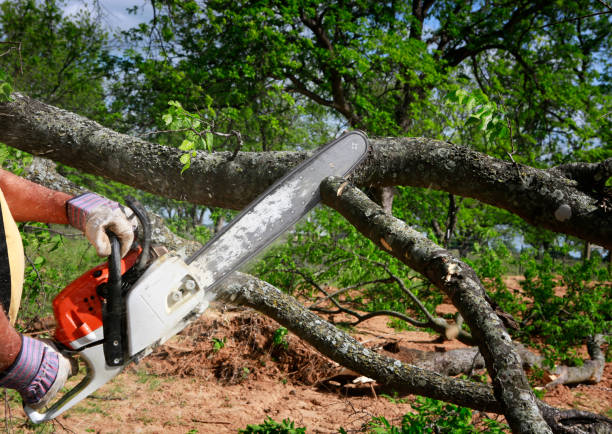 Best Leaf Removal  in Venus, TX